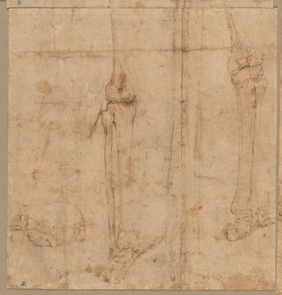Metade inferior do esqueleto da parte de trás, início dos anos 1540. de Battista Franco