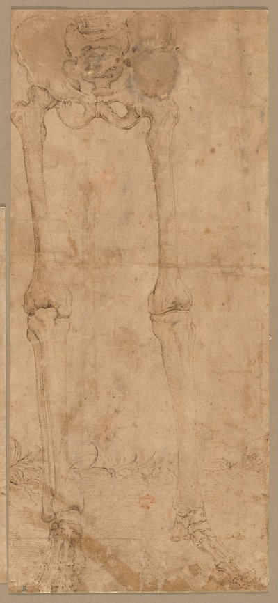 Metade inferior do esqueleto da frente, início dos anos 1540. de Battista Franco