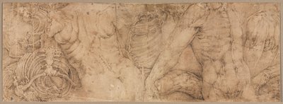 Torsos com costelas de Battista Franco
