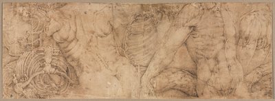 Torso com costelas, início dos anos 1540. de Battista Franco