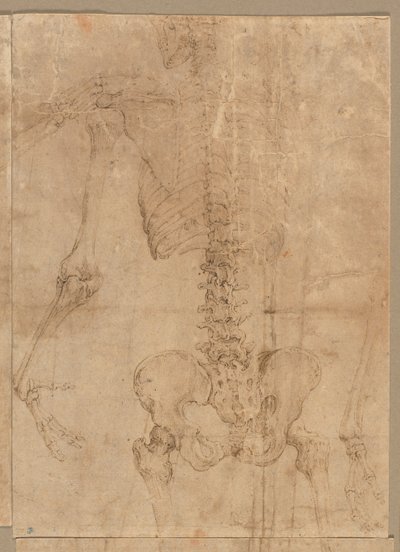 Metade superior do esqueleto da parte de trás, início dos anos 1540. de Battista Franco