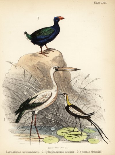 openbill asiático, jacana de cauda de faisão e takahe. 1855 (litografia) de Bauerrichter