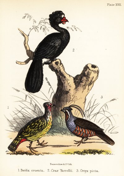 Faisão de sangue, mutum de barbela e codorniz da montanha. 1855 (litografia) de Bauerrichter