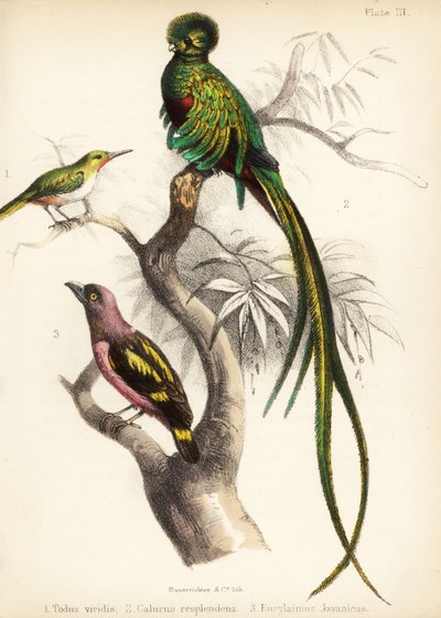 Jamaican tody, respendlent quetzal e broadbill banded. 1855 (litografia) de Bauerrichter