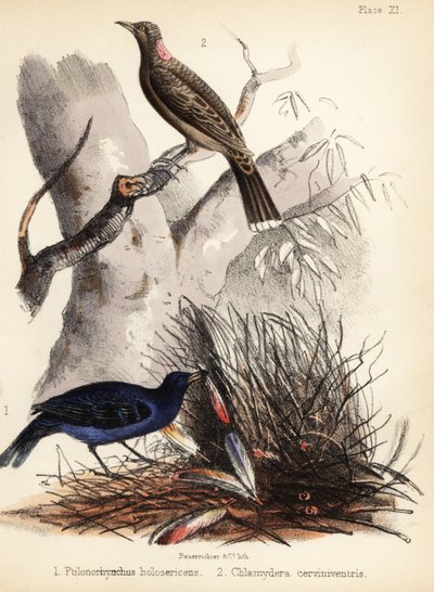 Bowerbirds de peito de cetim e castanho. 1855 (litografia) de Bauerrichter