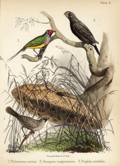 Tecelão sociável, grande tentilhão e tentilhão Gouldian. 1855 (litografia) de Bauerrichter