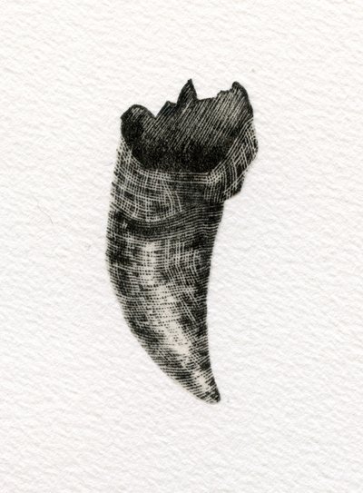 Dente felino, 2014, (gravura em madeira sobre papel) de Bella Larsson