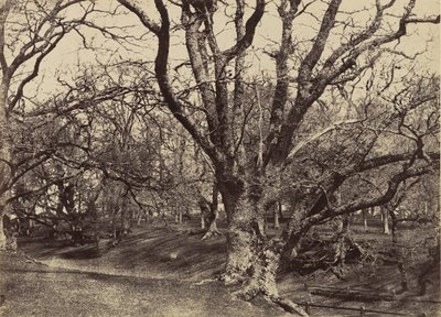 Pepperharrow Park, Surrey, 1852-54. de Benjamin Brecknell Turner