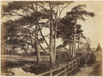 Scotch Firs, Hawkhurst, 1853. de Benjamin Brecknell Turner