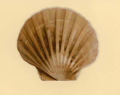 Ilustração para folheto intitulado Sea Shells (cor litho) de Benjamin D. Sigmund