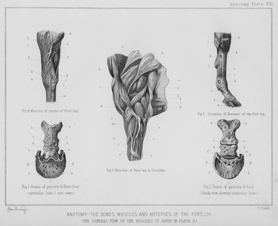 Anatomia, os ossos, músculos e artérias da perna dianteira (litho) de Benjamin Herring