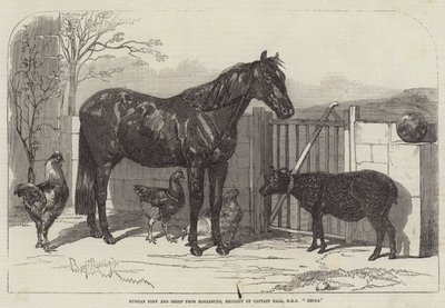 Pônei Russo e Ovelha de Bomarsund, trazido pelo Capitão Hall, HMS Hecla de Benjamin Herring