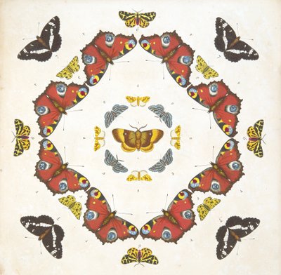 Detalhe da placa 1, de uma descrição rara das borboletas e das traças, bar. 1764 (gravura colorida à mão) de Benjamin Wilkes