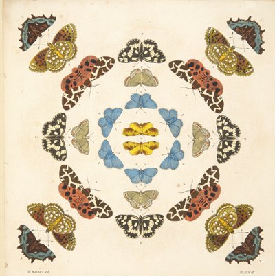 Detalhe da placa III, de uma descrição rara das borboletas e das traças, bar. 1764 (gravura colorida à mão) de Benjamin Wilkes