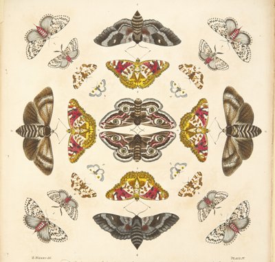 Detalhe da placa IV, de uma descrição rara das borboletas e das traças, bar. 1764 (gravura colorida à mão) de Benjamin Wilkes
