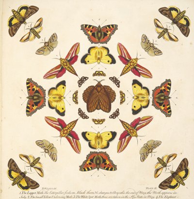 Detalhe da Placa IX, de A Rare Depiction of Butterflies and Moths, pub. 1764 (gravura colorida à mão) de Benjamin Wilkes