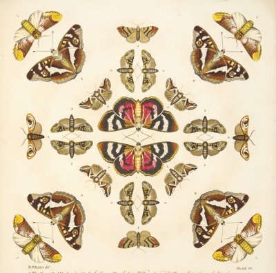 Detalhe da placa VI, de uma descrição rara das borboletas e das traças, bar. 1764 (gravura colorida à mão) de Benjamin Wilkes