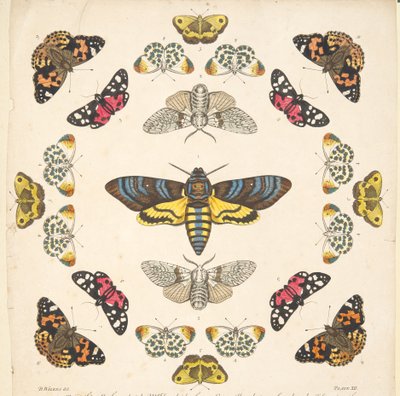 Detalhe da Placa XII, de A Rare Depiction of Butterflies and Moths, pub. 1764 (gravura colorida à mão) de Benjamin Wilkes
