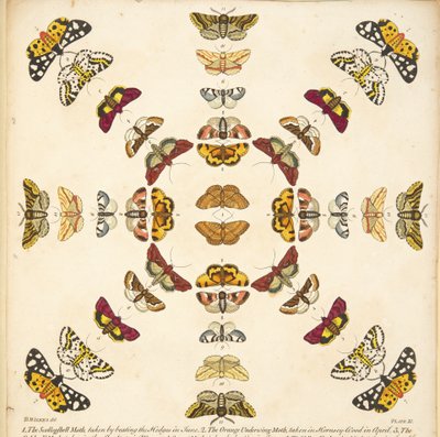Detalhe da Placa XI, de A Rare Depiction of Butterflies and Moths, pub. 1764 (gravura colorida à mão) de Benjamin Wilkes