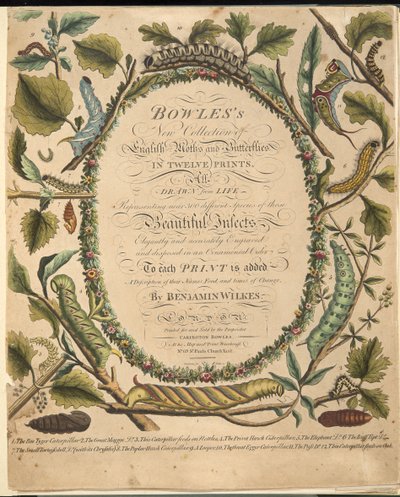 Frontispício, de uma descrição rara das borboletas e das traças, bar. 1764 (gravura colorida à mão) de Benjamin Wilkes
