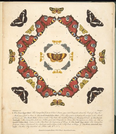 Placa 1, de uma descrição rara das borboletas e das traças, bar. 1764 (gravura colorida à mão) de Benjamin Wilkes