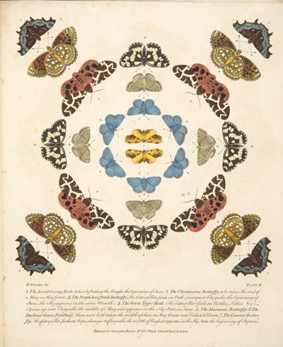Placa III, de uma descrição rara das borboletas e das traças, bar. 1764 (gravura colorida à mão) de Benjamin Wilkes