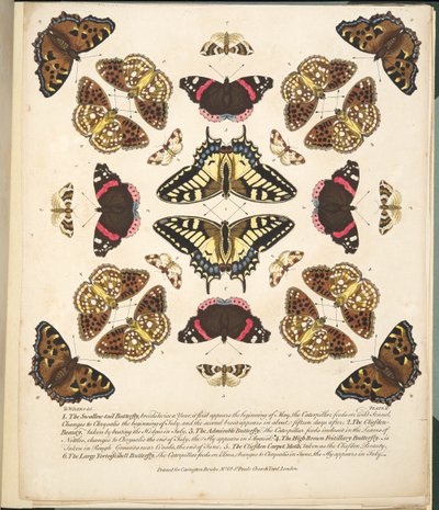 Placa II, de uma descrição rara das borboletas e das traças, bar. 1764 (gravura colorida à mão) de Benjamin Wilkes