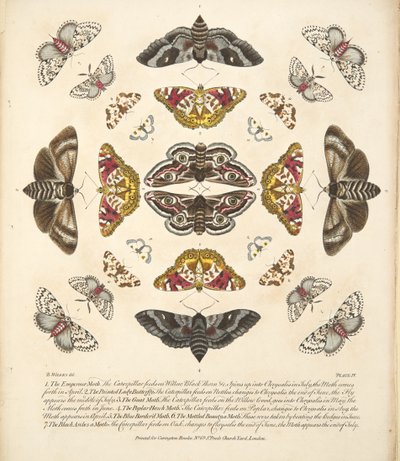 Placa IV, de uma descrição rara das borboletas e das traças, bar. 1764 (gravura colorida à mão) de Benjamin Wilkes