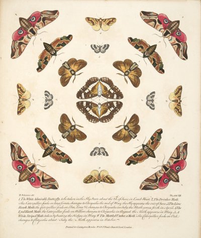 Placa VIII, de uma descrição rara das borboletas e das traças, bar. 1764 (gravura colorida à mão) de Benjamin Wilkes