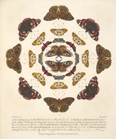 Placa VII, de uma descrição rara de borboletas e traças, pub. 1764 (gravura colorida à mão) de Benjamin Wilkes