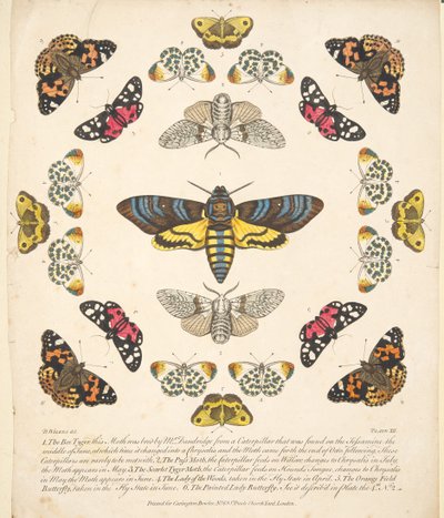 Placa XII, de A Rare Depiction of Butterflies and Moths, pub. 1764 (gravura colorida à mão) de Benjamin Wilkes