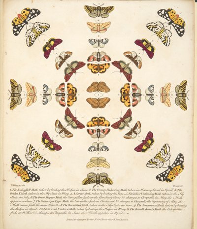 Placa XI, de uma descrição rara das borboletas e das traças, bar. 1764 (gravura colorida à mão) de Benjamin Wilkes
