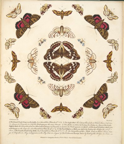 Placa X, de uma descrição rara das borboletas e das traças, bar. 1764 (gravura colorida à mão) de Benjamin Wilkes