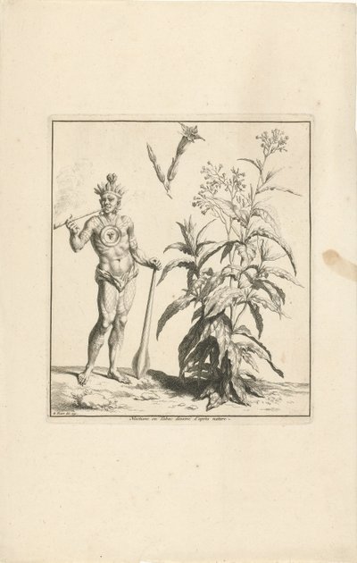 Planta tabaqueira e habitante original das Américas
Nicotiane ou Tabac dessiné d