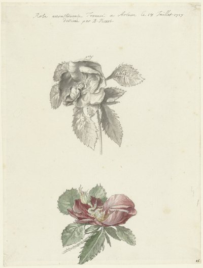 Folha de estudo com uma rosa de Bernard Picart