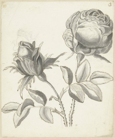 Duas rosas de Bernard Picart
