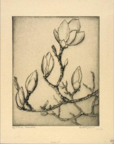 Botões de abril--Magnólia de Bertha E. Jaques
