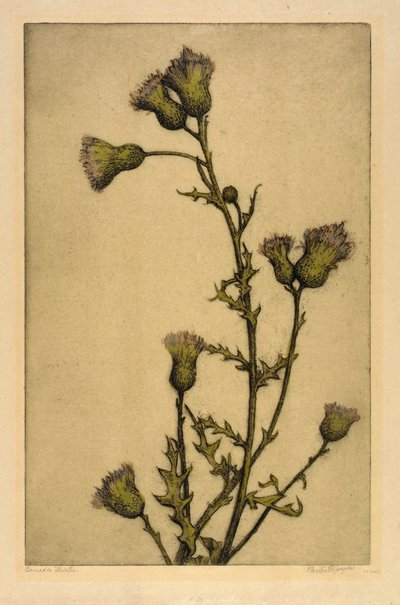 Cardo do Canadá de Bertha E. Jaques