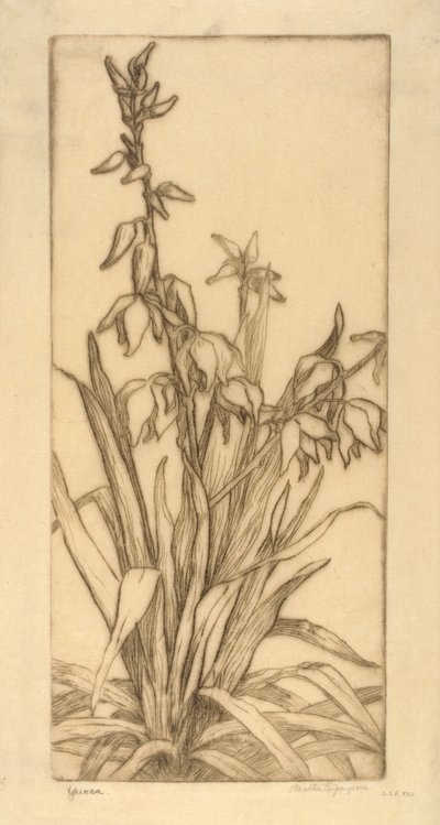 Yucca de Bertha E. Jaques