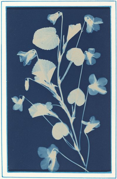 Sem título, c. 1900. de Bertha Evelyn Jacques