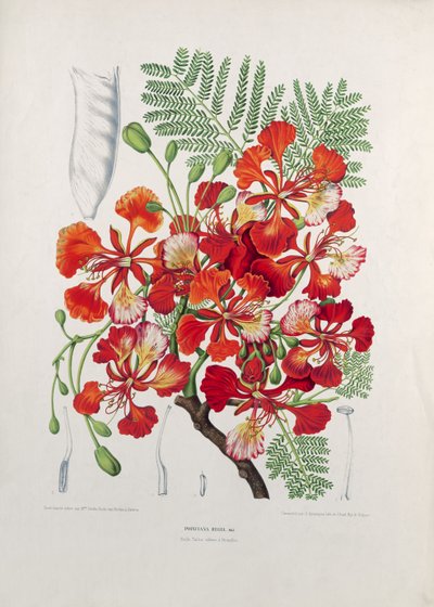 Poinciana Regia, ilustração de flores, frutas e folhagem selecionada da flora e da Pomona da ilha de Java, gravada por G. Severeyns, 1885 (cromolitógrafo colorido) de Berthe Hoola van Nooten