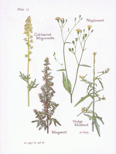 Mignonette com folhas cortadas, Artemísia, Nipplewort, Mostarda, 1951 de Bessie D. Inglis