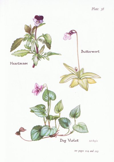 Heartsease, Violet Dog, Butterwort, 1951 de Bessie D. Inglis