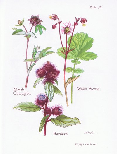 Cinquefoil do pântano, bardana, água Avens, 1951 de Bessie D. Inglis