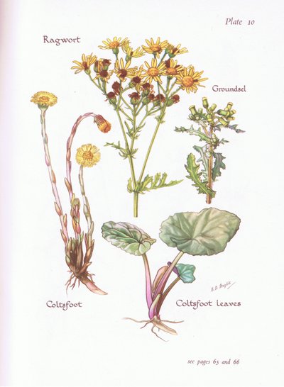 Ragwort, Groundsel, Coltsfoot, 1951 de Bessie D. Inglis