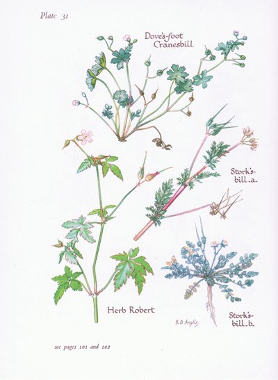 Cegonhas Bill, Doves Foot, Cranesbill, Herb Robert, 1951 de Bessie D. Inglis