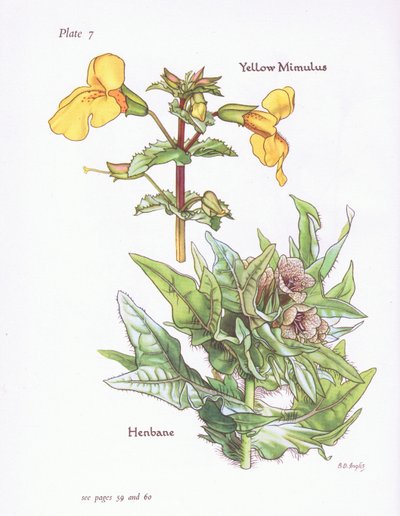 Mimulus amarelo, Henbane, 1951 de Bessie D. Inglis