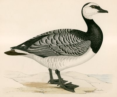 Bernicle Goose de Beverley R. Morris