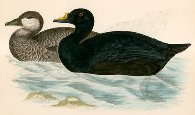 Scoter Comum de Beverley R. Morris