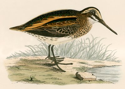 Jack Snipe de Beverley R. Morris